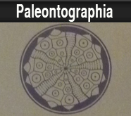 paleo